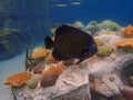 An underwater photo of a French Angelfish Royalty Free Stock Photo