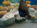 An underwater photo of a French Angelfish Royalty Free Stock Photo