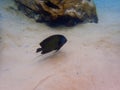 An underwater photo of a French Angelfish Royalty Free Stock Photo