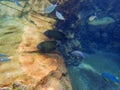 An underwater photo of a French Angelfish Royalty Free Stock Photo