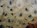Underwater photo of frog spawn Royalty Free Stock Photo