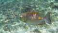 Underwater photo of golden rabbitfish Siganus guttatus school in coral reef