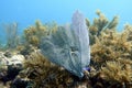 An underwater photo of Gorgonia ventalina, the purple sea fan Royalty Free Stock Photo