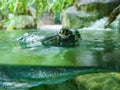 Underwater photo of green crocodile with green eyes. It is close up wildlife photo. His head is above water and his body is under Royalty Free Stock Photo