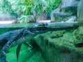 Underwater photo of green crocodile with green eyes. His head is above water and his body is under water