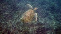 Underwater photo of green sea turtle slowly swimming on scuba diving or snorkeling among tropical coral reef. Wild sea Royalty Free Stock Photo