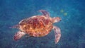 Underwater photo of green sea turtle slowly swimming on scuba diving or snorkeling among tropical coral reef. Wild sea Royalty Free Stock Photo