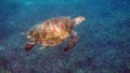 Underwater photo of green sea turtle slowly swimming on scuba diving or snorkeling among tropical coral reef. Wild sea Royalty Free Stock Photo