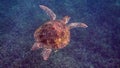 Underwater photo of green sea turtle slowly swimming on scuba diving or snorkeling among tropical coral reef. Wild sea Royalty Free Stock Photo