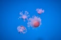 Underwater photo of a group of jellyfish jellyfish