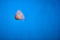 Underwater photo of a group of jellyfish jellyfish