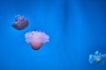 Underwater photo of a group of jellyfish jellyfish