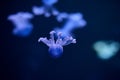 Underwater photo of a group of jellyfish jellyfish Royalty Free Stock Photo