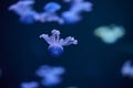 Underwater photo of a group of jellyfish jellyfish