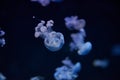 Underwater photo of a group of jellyfish jellyfish