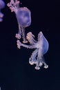 Underwater photo of a group of jellyfish jellyfish Royalty Free Stock Photo