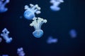 Underwater photo of a group of jellyfish jellyfish Royalty Free Stock Photo