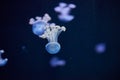 Underwater photo of a group of jellyfish jellyfish Royalty Free Stock Photo