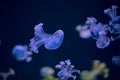 Underwater photo of a group of jellyfish jellyfish