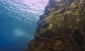 Huge Atlantic Stingray at a reef