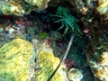 An underwater photo of a lobster under a rock and coral reef crevice in the bottom of the ocean