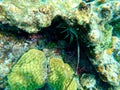 An underwater photo of a lobster under a rock and coral reef crevice in the bottom of the ocean