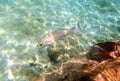 Mahogany Snapper in St. Thomas USVI