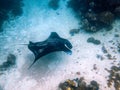 Underwater photo of manta ray (Mobula alfredi)