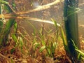 Underwater photo of a moor lake with underwater plants