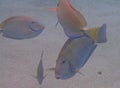 Ocean surgeonfish swimming in the ocean