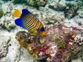 The underwater photo with one colorful angel fish