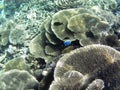 Underwater photo of pale corals with fish at the Maldives