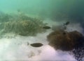 Underwater photo of pale corals with fish at the Maldives