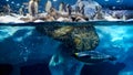 Underwater photo of penguin diving and swimming next to big iceberg in cold ocean