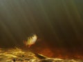 Underwater photo of a Perch fish in rays of light