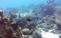 Pufferfish swimming through the coral reef