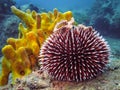 Underwater photo of Purple Sea Urchin. Royalty Free Stock Photo