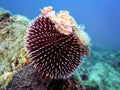 Underwater photo of Purple Sea Urchin.