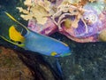 An underwater photo of a Queen Angelfish Royalty Free Stock Photo