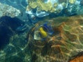 An underwater photo of a Queen Angelfish Royalty Free Stock Photo