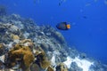 An underwater photo of a Queen Angelfish Royalty Free Stock Photo