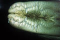 Underwater photo of saltwater crocodile, Australia