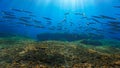 Rays of light with school of Barracudas in ocean underwater Royalty Free Stock Photo