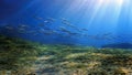 Rays of light with school of Barracudas in ocean underwater Royalty Free Stock Photo