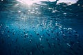 Underwater photo with school fish swim above a coral reef Royalty Free Stock Photo