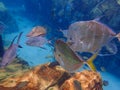 An underwater photo of a school of Silver Lookdown Fish