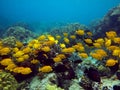 Underwater photo of a school of yellow Surgeonfish