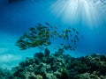 Underwater photo of schooling fish near coral reef