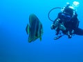 Batfish and scuba diver