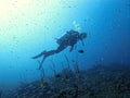 Scuba diver at the coral reef